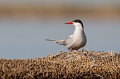 Nidification en juin sterne pierregarin, sterna hirundo, laridae, oiseau, France 